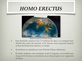 H  Erectus