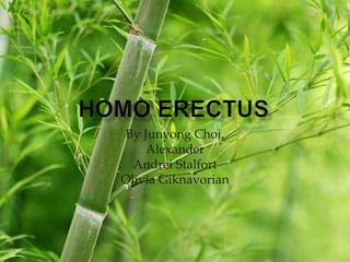 Homo erectus By JunyongChoi, Alexander  Andrei Stalfort Olivia Giknavorian 