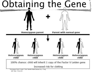Obtaining the Gene




 "Homozygous Factor V Leiden." Chart. Hamilton Health Sciences. N.p., 17 Aug.
   2007. Web. 17 Feb. 2011.
 