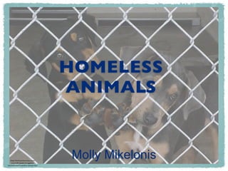 HOMELESS
                                     ANIMALS


   http://www.newstreamz.com/
    2010/08/23/pals-recognizes-
                                     Molly Mikelonis
international-homeless-animal-day/
 