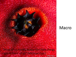 Macro“Most of us hardly notice the little things right in front of us” (Michael Carr)