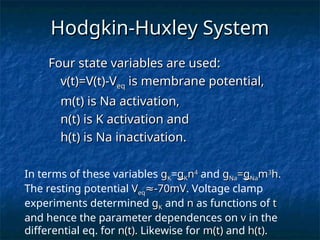 The Hodgkin-Huxley Model for Neuron Action Potentials | PPT