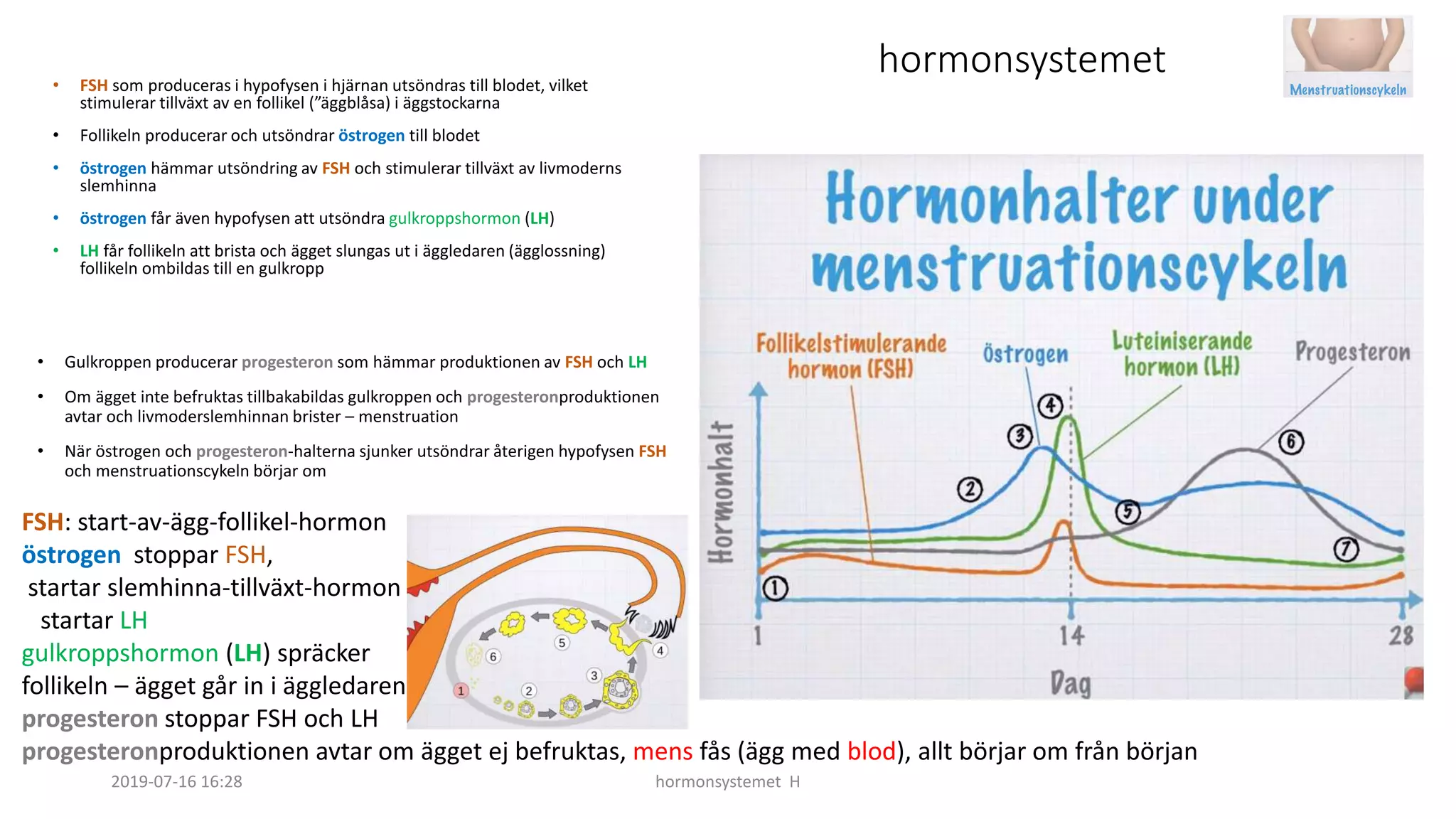 h-hormonsystemet-edited-av-daniel-v05-pptx
