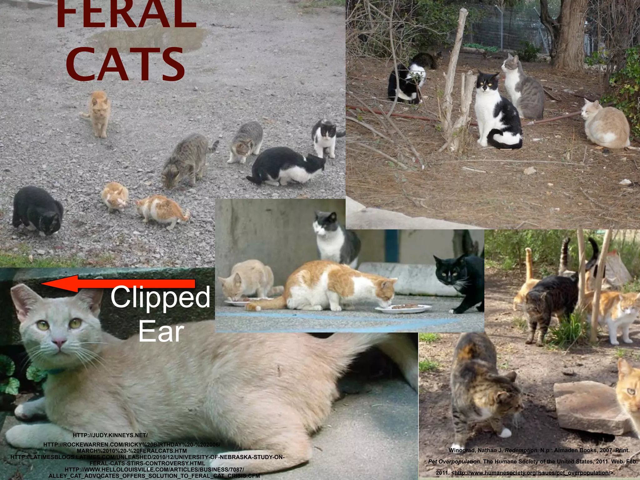 FERAL
            CATS




                             Clipped
                               Ear


                  HTTP://JUDY.KINNEYS.NET/
           HTTP://ROCKEWARREN.COM/RICKY%20BIRTHDAY%20-%202006/
                     MARCH%2010%20-%20FERALCATS.HTM                                         Winograd, Nathan J. Redemption. N.p.: Almaden Books, 2007. Print.
HTTP://LATIMESBLOGS.LATIMES.COM/UNLEASHED/2010/12/UNIVERSITY-OF-NEBRASKA-STUDY-ON-
                          FERAL-CATS-STIRS-CONTROVERSY.HTML                          Pet Overpopulation. The Humane Society of the United States, 2011. Web. Feb.
                  HTTP://WWW.HELLOLOUISVILLE.COM/ARTICLES/BUSINESS/7087/
                                                                                       2011. <http://www.humanesociety.org/issues/pet_overpopulation/>.
            ALLEY_CAT_ADVOCATES_OFFERS_SOLUTION_TO_FERAL_CAT_CRISIS.CFM
 