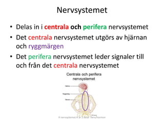 Nervsystemet
• Delas in i centrala och perifera nervsystemet
• Det centrala nervsystemet utgörs av hjärnan
och ryggmärgen
• Det perifera nervsystemet leder signaler till
och från det centrala nervsystemet
H nervsystemet H är 2 delar nerv/hormon
 