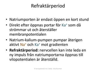 Refraktärperiod
• Natriumporten är endast öppen en kort stund
• Direkt efter öppnas portar för Ka+ som då
strömmar ut och återställer
membranpotentialen
• Natrium-kalium-pumpen pumpar återigen
aktivt Na+ och Ka+ mot gradienten
• Refraktärperiod: nervcellen kan inte leda en
ny impuls från natriumportarna öppnas till
vilopotentialen är återställd.
H nervsystemet H är 2 delar nerv/hormon
 