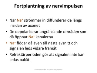 Fortplantning av nervimpulsen
• När Na+ strömmar in diffunderar de längs
insidan av axonet
• De depolariserar angränsande områden som
då öppnar Na+ kanalerna
• Na+ flödar då även till nästa avsnitt och
signalen leds vidare framåt
• Refraktärperioden gör att signalen inte kan
ledas bakåt
H nervsystemet H är 2 delar nerv/hormon
 