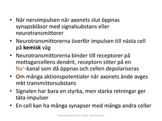 • När nervimpulsen når axonets slut öppnas
synapsblåsor med signalsubstans eller
neurotransmittorer
• Neurotransmittorerna överför impulsen till nästa cell
på kemisk väg
• Neurotransmittorerna binder till receptorer på
mottagarcellens dendrit, receptorn sitter på en
Na+-kanal som då öppnas och cellen depolariseras
• Om många aktionspotentialer når axonets ände avges
mkt transmittorsubstans
• Signalen har bara en styrka, men starka retningar ger
täta impulser
• En cell kan ha många synapser med många andra celler
H nervsystemet H är 2 delar nerv/hormon
 