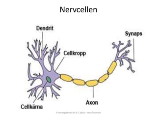 Nervcellen
H nervsystemet H är 2 delar nerv/hormon
 
