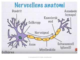 H nervsystemet H är 2 delar nerv/hormon
 