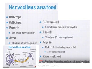 H nervsystemet H är 2 delar nerv/hormon
 