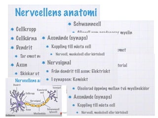 H nervsystemet H är 2 delar nerv/hormon
 