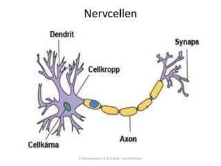 Nervcellen
H nervsystemet H är 2 delar nerv/hormon
 