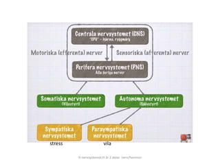 H nervsystemet H är 2 delar nerv/hormon
stress vila
 