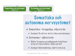 H nervsystemet H är 2 delar nerv/hormon
 