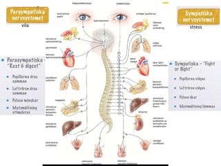H nervsystemet H är 2 delar nerv/hormon
 