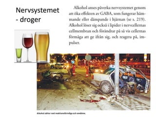 Nervsystemet
- droger
 