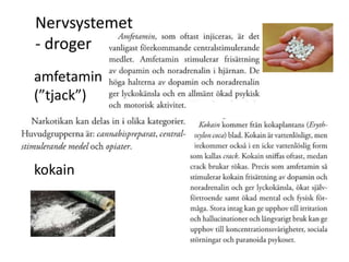 Nervsystemet
- droger
amfetamin
(”tjack”)
kokain
 