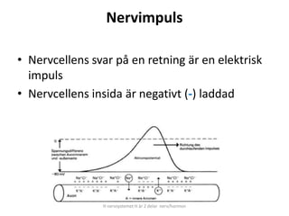 Nervimpuls
• Nervcellens svar på en retning är en elektrisk
impuls
• Nervcellens insida är negativt (-) laddad
H nervsystemet H är 2 delar nerv/hormon
 