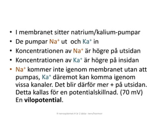 • I membranet sitter natrium/kalium-pumpar
• De pumpar Na+ ut och Ka+ in
• Koncentrationen av Na+ är högre på utsidan
• Koncentrationen av Ka+ är högre på insidan
• Na+ kommer inte igenom membranet utan att
pumpas, Ka+ däremot kan komma igenom
vissa kanaler. Det blir därför mer + på utsidan.
Detta kallas för en potentialskillnad. (70 mV)
En vilopotential.
H nervsystemet H är 2 delar nerv/hormon
 