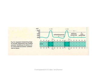 H nervsystemet H är 2 delar nerv/hormon
 
