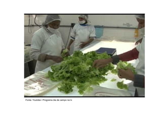 Fonte: Youtobe / Programa dia de campo na tv
 