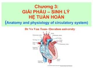 Chương 3: GIẢI PHẨU – SINH LÝ  HỆ TUẦN HOÀN ( Anatomy and physiology of circulatory system) Dr Vo Van Toan- Quynhon university 