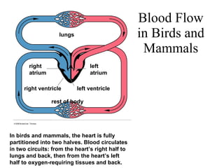 Blood Flow in Birds and Mammals rest of body lungs right atrium left atrium right ventricle left ventricle In birds and mammals, the heart is fully partitioned into two halves. Blood circulates in two circuits: from the heart’s right half to lungs and back, then from the heart’s left half to oxygen-requiring tissues and back. 