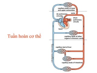Tuần hoàn cơ thể capillary beds of head and upper extremities (to pulmonary circuit) aorta (from pulmonary circuit) heart capillary beds of other organs in thoracic cavity capillary bed of liver capillary beds of intestines 