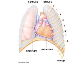 right lung left lung diaphragm pericardium rib cage 1 2 3 4 5 6 7 8 