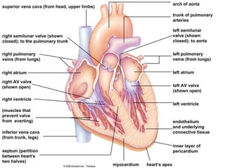 superior vena cava (from head, upper limbs) right semilunar valve (shown closed); to the pulmonary trunk right pulmonary veins (from lungs) right atrium right AV valve (shown open) right ventricle (muscles that prevent valve from  everting)  inferior vena cava (from trunk, legs) septum (partition between heart's  two halves) myocardium heart’s apex arch of aorta trunk of pulmonary arteries left semilunar valve (shown closed); to aorta left pulmonary veins (from lungs) left atrium left AV valve (shown open) left ventricle endothelium and underlying connective tissue inner layer of pericardium 