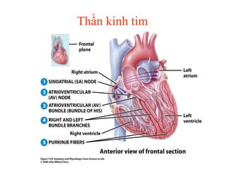 Thần kinh tim 