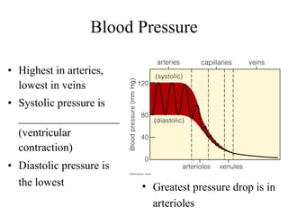 Blood Pressure Highest in arteries, lowest in veins Systolic pressure is __________________(ventricular contraction) Diastolic pressure is the lowest   Greatest pressure drop is in arterioles 