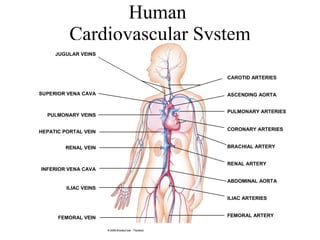 Human  Cardiovascular System 