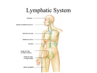 Lymphatic System 