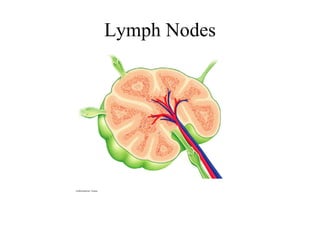 Lymph Nodes 