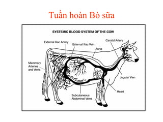 Tuần hoàn Bò sữa 
