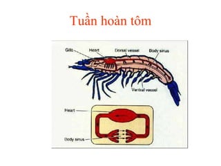 Tuần hoàn tôm 