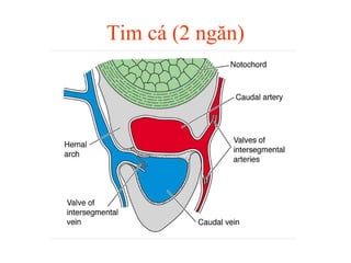Tim cá (2 ngăn) 