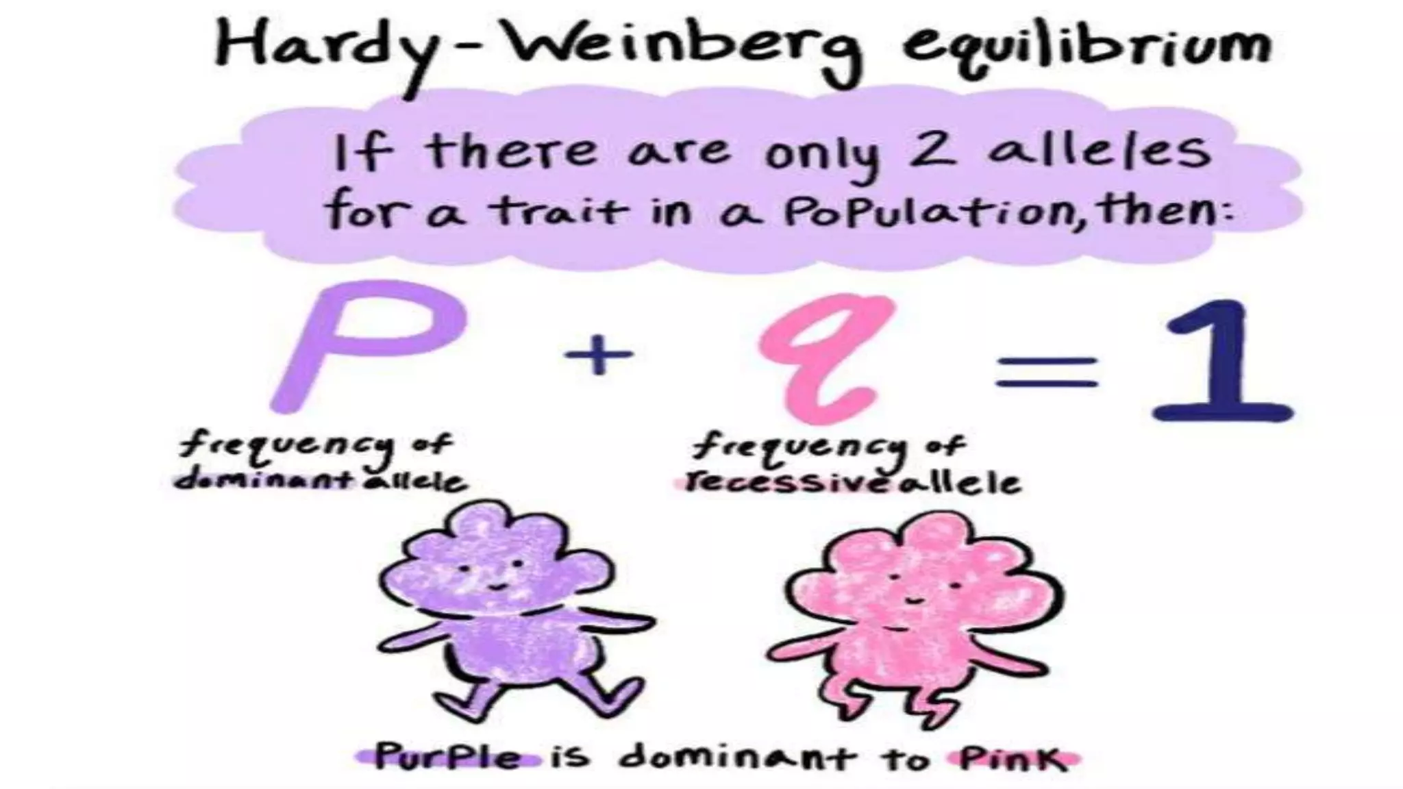 Hardy-Weinberg Equilibrium | PPTX