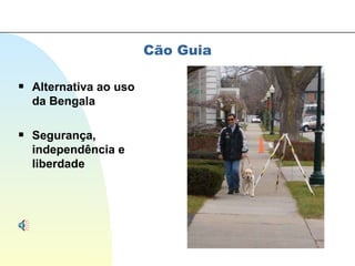 Cão Guia Alternativa ao uso da Bengala Segurança, independência e liberdade 
