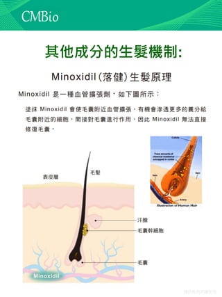僅供教育訓練使用
其他成分的生髮機制:
 