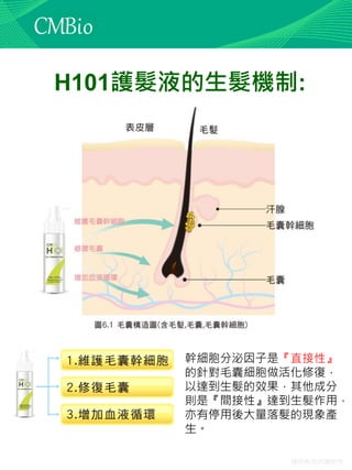 僅供教育訓練使用
H101護髮液的生髮機制:
幹細胞分泌因子是『直接性』
的針對毛囊細胞做活化修復，
以達到生髮的效果，其他成分
則是『間接性』達到生髮作用，
亦有停用後大量落髮的現象產
生。
 