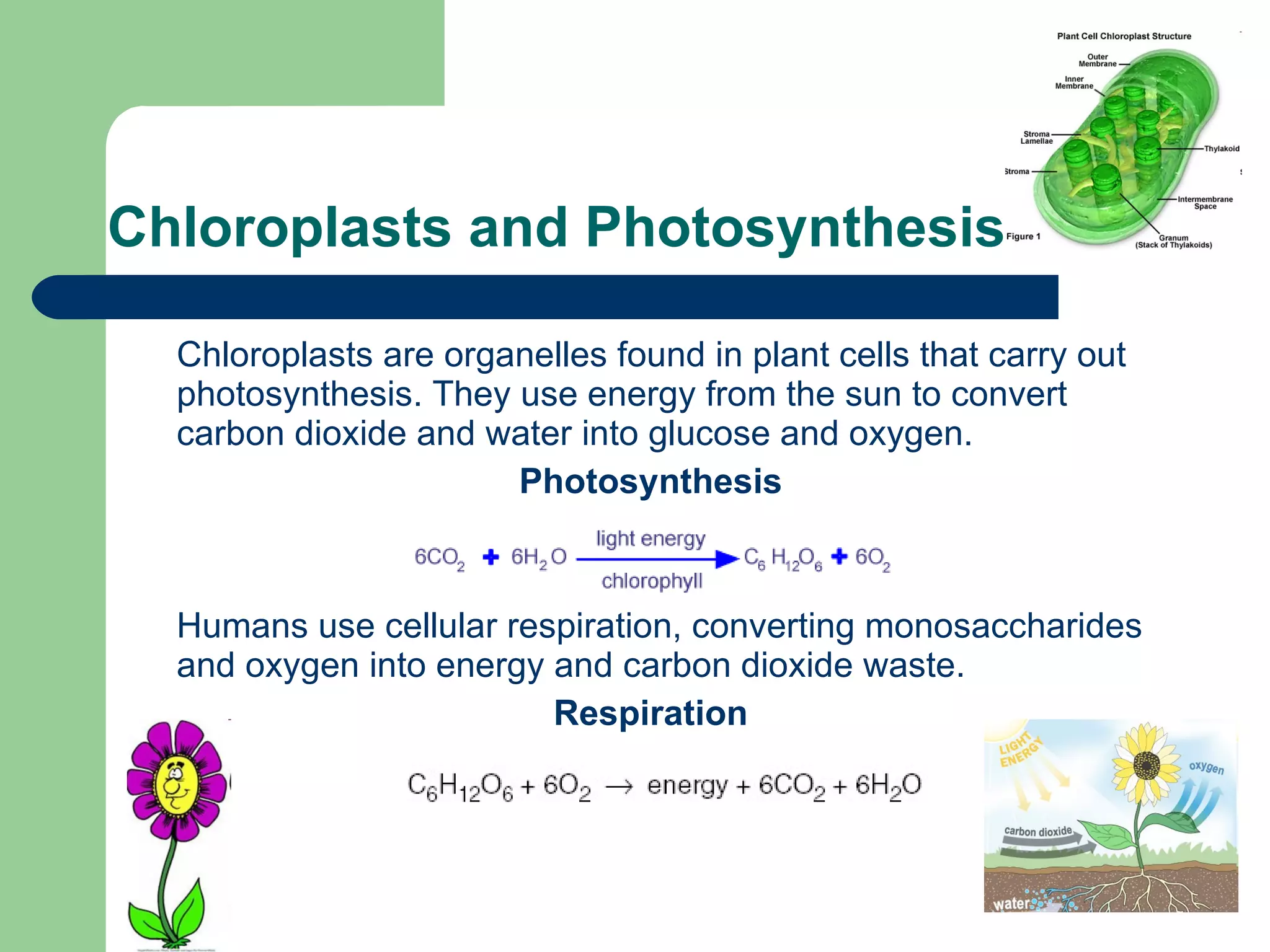 Chloroplasts and Photosynthesis Chloroplasts are organelles found in plant cells that carry out photosynthesis. They use energy from the sun to convert carbon dioxide and water into glucose and oxygen.  Photosynthesis Humans use cellular respiration, converting monosaccharides and oxygen into energy and carbon dioxide waste. Respiration 