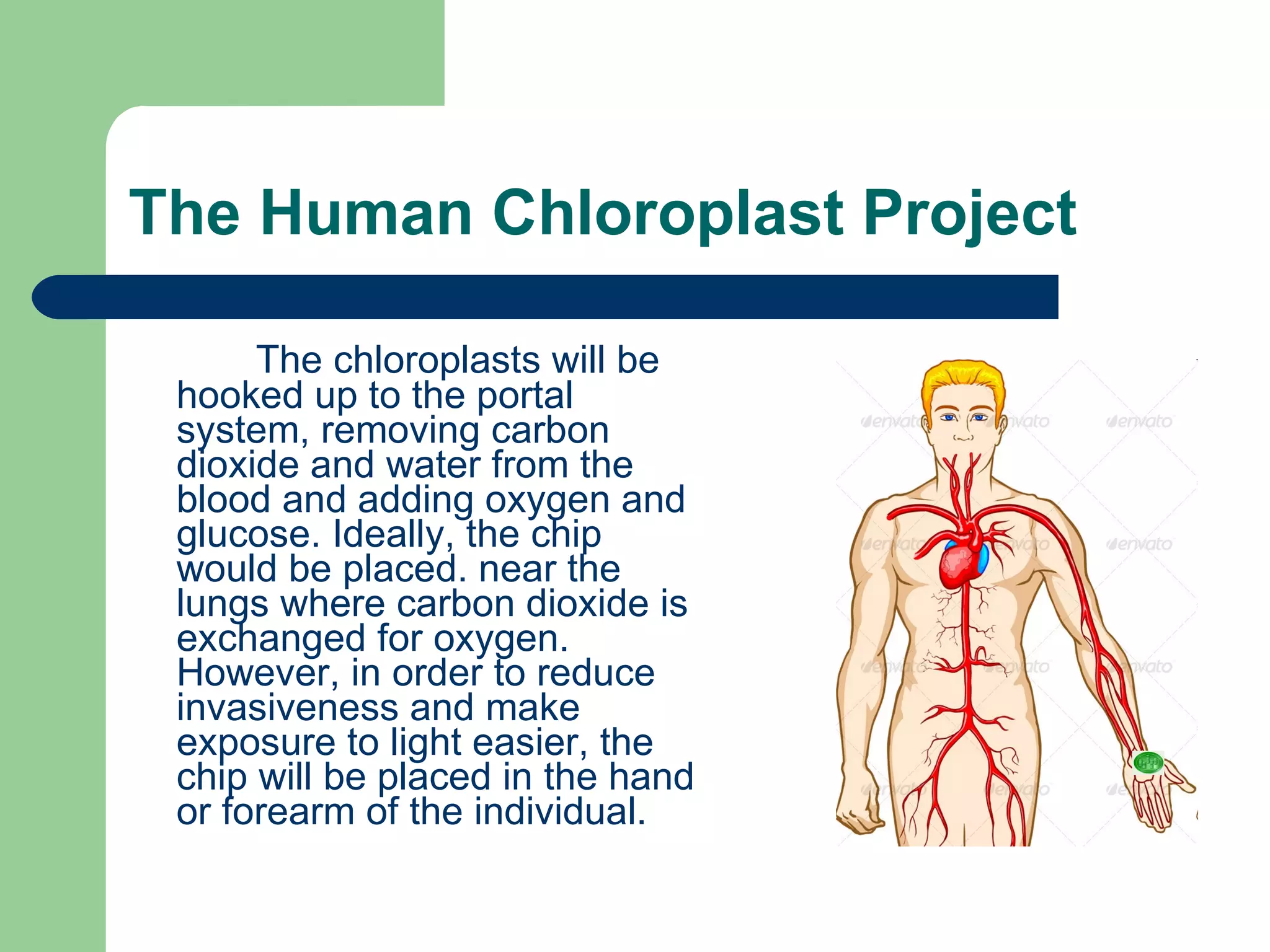 The Human Chloroplast Project The chloroplasts will be hooked up to the portal system, removing carbon dioxide and water from the blood and adding oxygen and glucose. Ideally, the chip would be placed. near the lungs where carbon dioxide is exchanged for oxygen. However, in order to reduce invasiveness and make exposure to light easier, the chip will be placed in the hand or forearm of the individual. 