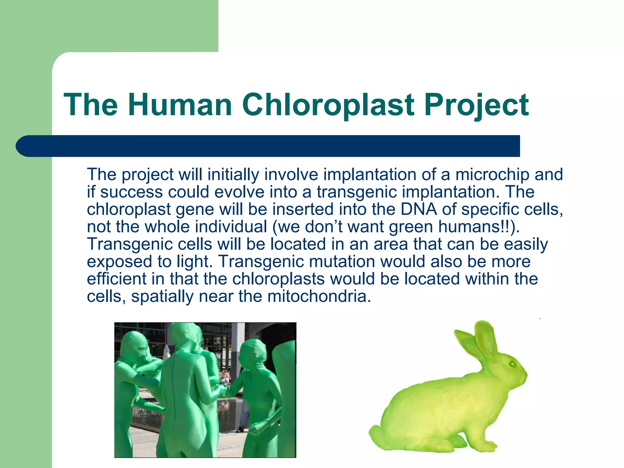 The Human Chloroplast Project The project will initially involve implantation of a microchip and if success could evolve into a transgenic implantation. The chloroplast gene will be inserted into the DNA of specific cells, not the whole individual (we don’t want green humans!!). Transgenic cells will be located in an area that can be easily exposed to light. Transgenic mutation would also be more efficient in that the chloroplasts would be located within the cells, spatially near the mitochondria. 