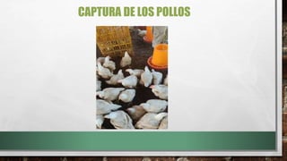 Robando Pollos comercializacion de pollos de engorde modulo 2 | PPTX
