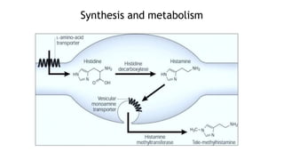 Synthesis and metabolism
 