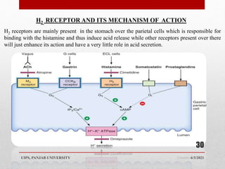 6/3/2021
UIPS, PANJAB UNIVERSITY
30
H2 RECEPTOR AND ITS MECHANISM OF ACTION
H2 receptors are mainly present in the stomach over the parietal cells which is responsible for
binding with the histamine and thus induce acid release while other receptors present over there
will just enhance its action and have a very little role in acid secretion.
 