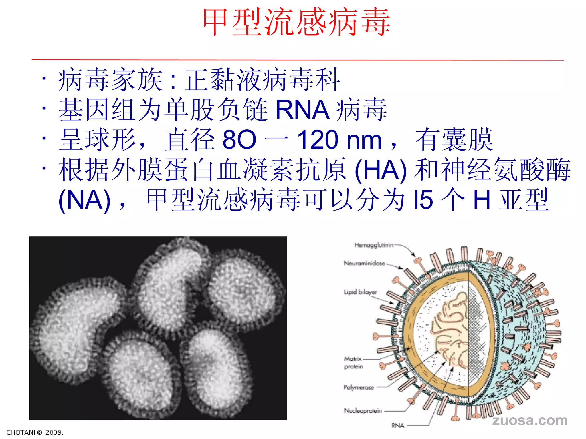 感 谢 : L. Stammard, 1995 病毒家族 : 正黏液病毒科 基因 组为单股负链 RNA 病毒   呈球形，直径 8O 一 120 nm ，有囊膜 根据外膜蛋白血凝素抗原 (HA) 和神 经氨酸酶 (NA) ，甲型流感病毒可以分 为 l5 个 H 亚型 甲型流感病毒 zuosa.com 